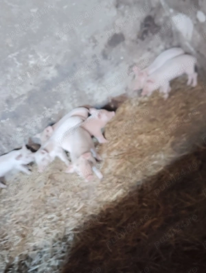 Purcea cu purcei 3700 lei - imagine 4 Purcea cu purcei 3700 lei - imagine 4