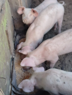 Purcei de vânzare 600 lei