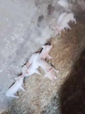 Purcea cu purcei 3700 lei - imagine 2 Purcea cu purcei 3700 lei - imagine 2