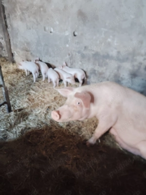 Purcea cu purcei 3700 lei - imagine 5 Purcea cu purcei 3700 lei - imagine 5