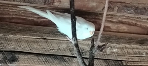 Peruși  albi 2025 - imagine 2