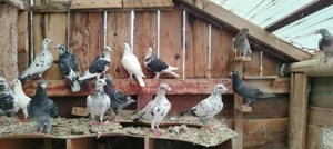 Voiajori colorați și jucători de Galați linia veche vând sau schimb