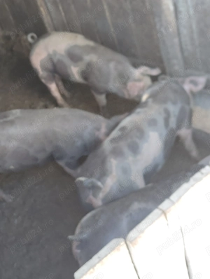 Purcei de vânzare 1300 lei