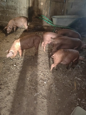 Purceluse de vanzare.