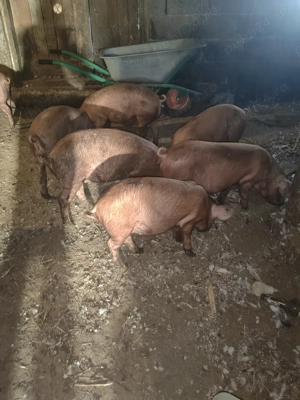 Purceluse de vanzare. - imagine 2