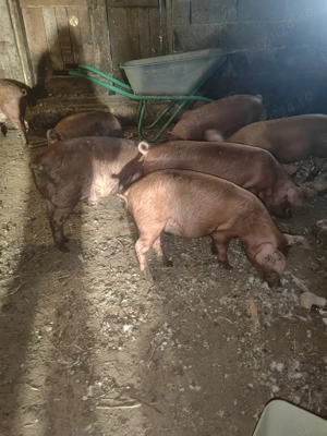 Purceluse de vanzare. - imagine 3