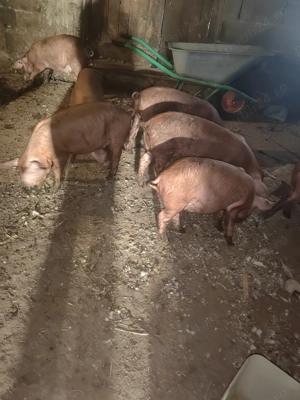 Purceluse de vanzare. - imagine 4