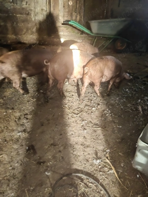 Purceluse de vanzare. - imagine 5