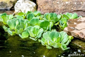Pistia(salată de apă) penrtu iazuri și acvarii - imagine 4