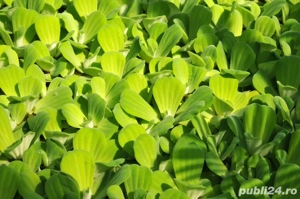 Pistia(salată de apă) penrtu iazuri și acvarii - imagine 2