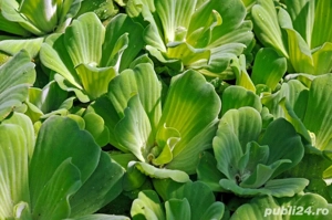 Pistia(salată de apă) penrtu iazuri și acvarii - imagine 5