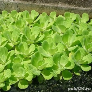 Pistia(salată de apă) penrtu iazuri și acvarii