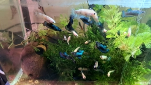 pești betta mix colours  - imagine 4