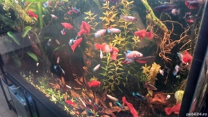 pești betta mix colours 