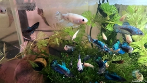 pești betta mix colours  - imagine 5