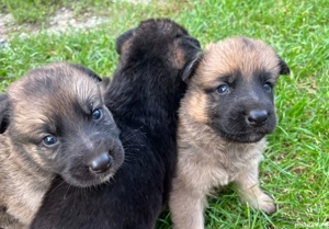 Câinii lupii  - imagine 3