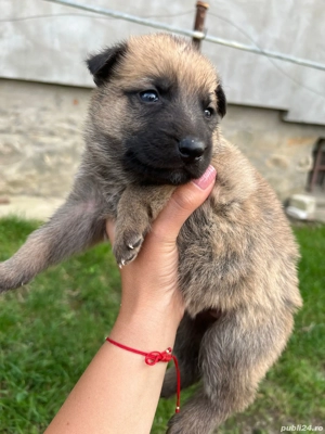 Câinii lupii  - imagine 2