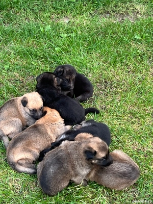 Câinii lupii  - imagine 4