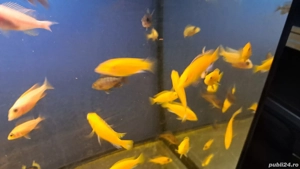 Ciclide africane - imagine 3 Ciclide africane - imagine 3