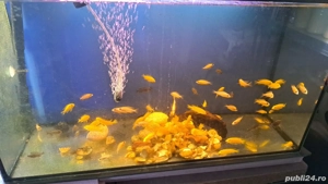 Ciclide africane - imagine 2 Ciclide africane - imagine 2