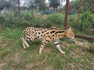 Pisici rasa serval - imagine 5 Pisici rasa serval - imagine 5