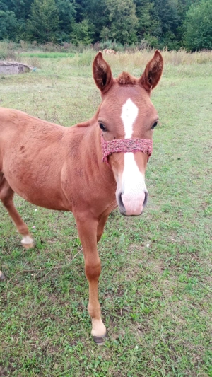 Mânz de 3luni jumătate  - imagine 3