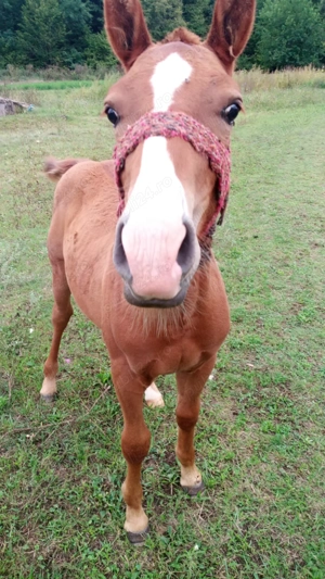 Mânz de 3luni jumătate  - imagine 2