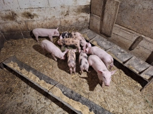 Vand purcei  8 saptamani