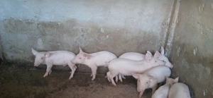 Vand porci din monta diferite mărimi  - imagine 4