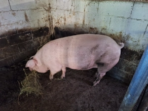 Vand porc  - imagine 2