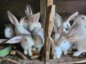 Vand pui de Iepuri Urias German