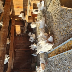 Vand porumbei voiajori si curcanasi  - imagine 2