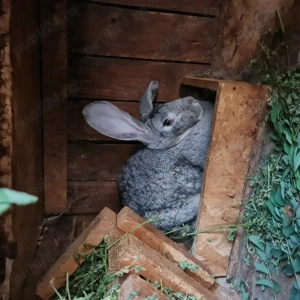 Iepuri si porumbei ...