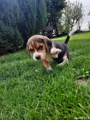 Beagle tricolor