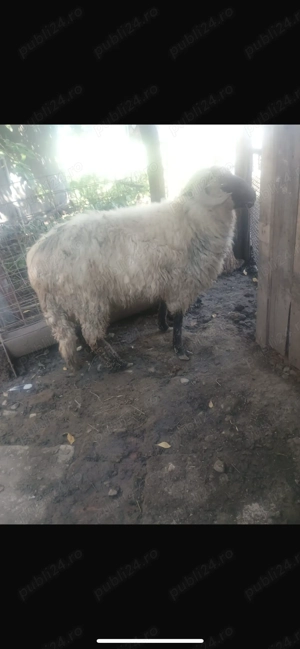 Vând berbec(castrat) - imagine 2 Vând berbec(castrat) - imagine 2