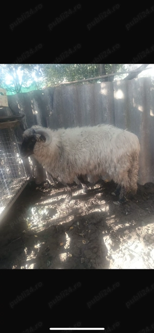 Vând berbec(castrat)