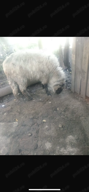 Vând berbec(castrat) - imagine 3 Vând berbec(castrat) - imagine 3