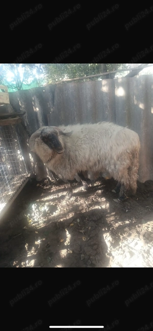 Vând berbec(castrat) - imagine 4 Vând berbec(castrat) - imagine 4