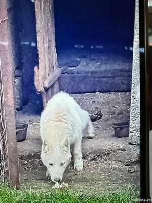 Căței,hasky,siberian,de,vînzare, - imagine 3