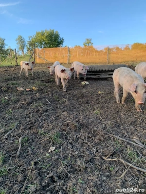 porci de vanzare  - imagine 3 porci de vanzare  - imagine 3