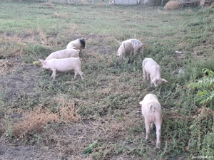 purcei de vanzare - imagine 2 purcei de vanzare - imagine 2