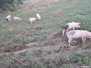 purcei de vanzare - imagine 5 purcei de vanzare - imagine 5