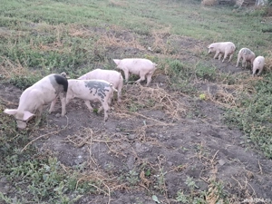 purcei de vanzare - imagine 4 purcei de vanzare - imagine 4