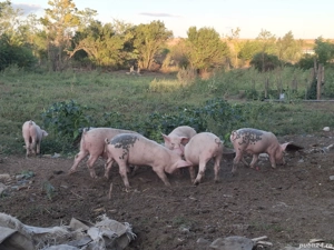 purcei de vanzare - imagine 3 purcei de vanzare - imagine 3