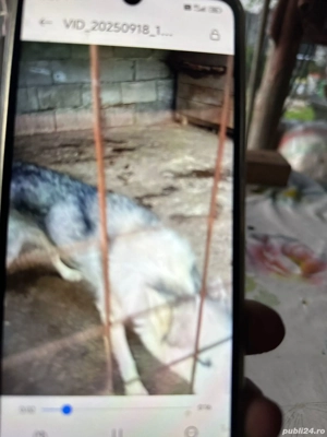 Donat,căței,husky,siberian,albi cu gri,ochi,albaștri,cu,carnet,sănătate,vaccinați,și,deparazit - imagine 2 Donat,căței,husky,siberian,albi cu gri,ochi,albaștri,cu,carnet,sănătate,vaccinați,și,deparazit - imagine 2