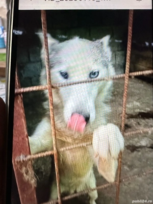 Donat,căței,husky,siberian,albi cu gri,ochi,albaștri,cu,carnet,sănătate,vaccinați,și,deparazit - imagine 3 Donat,căței,husky,siberian,albi cu gri,ochi,albaștri,cu,carnet,sănătate,vaccinați,și,deparazit - imagine 3