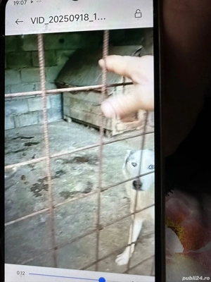 Donat,căței,husky,siberian,albi cu gri,ochi,albaștri,cu,carnet,sănătate,vaccinați,și,deparazit - imagine 4 Donat,căței,husky,siberian,albi cu gri,ochi,albaștri,cu,carnet,sănătate,vaccinați,și,deparazit - imagine 4