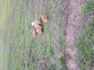 Căței rasa belgian Malinais - imagine 3 Căței rasa belgian Malinais - imagine 3