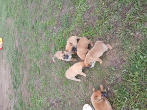 Căței rasa belgian Malinais - imagine 2 Căței rasa belgian Malinais - imagine 2