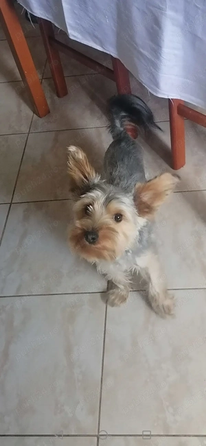 Vand catel 9 luni rasa Yorkshire